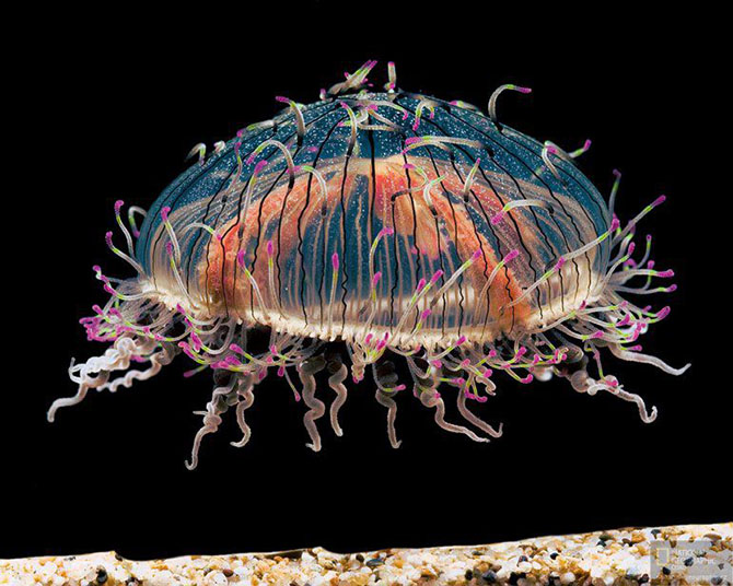 Одни из самых красивых медуз в мире